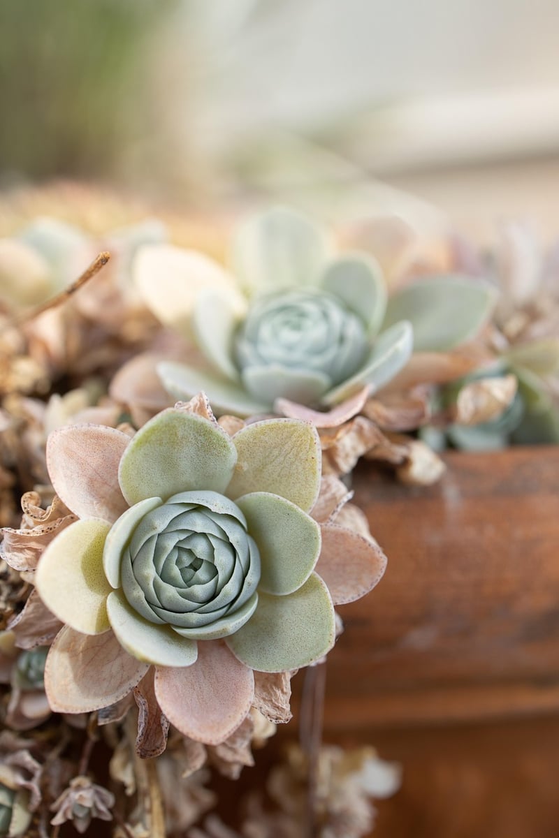 Botanical Colors