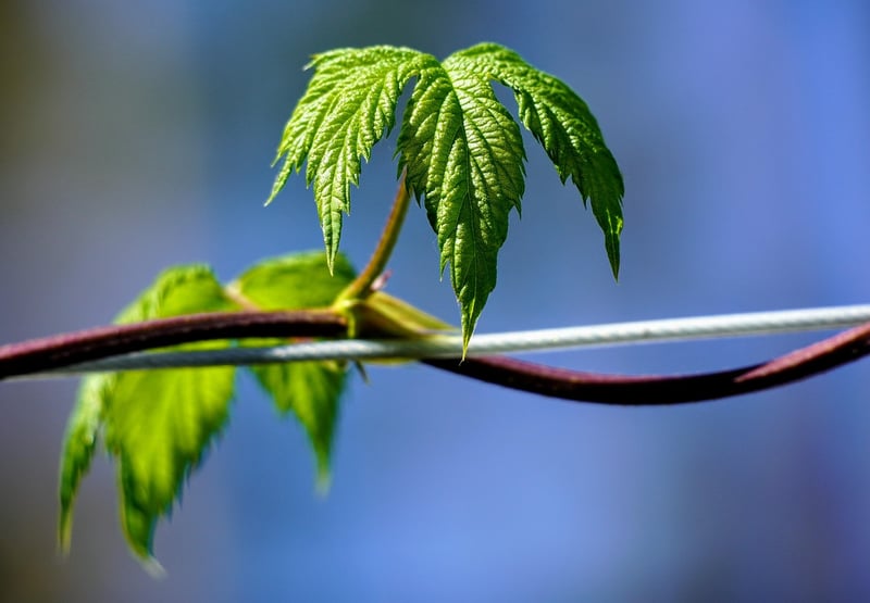 Leaf Portrayals