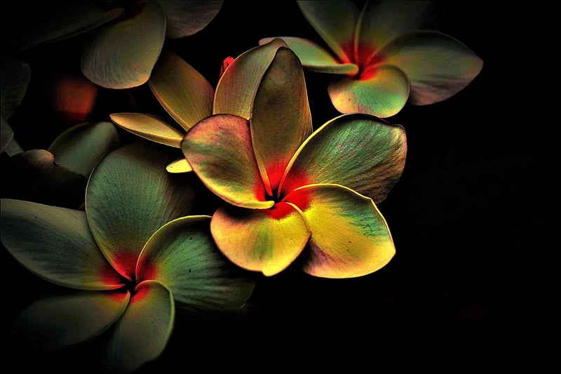 Abstract Nature Art