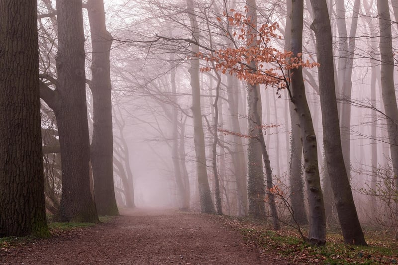 Forest Neutrals