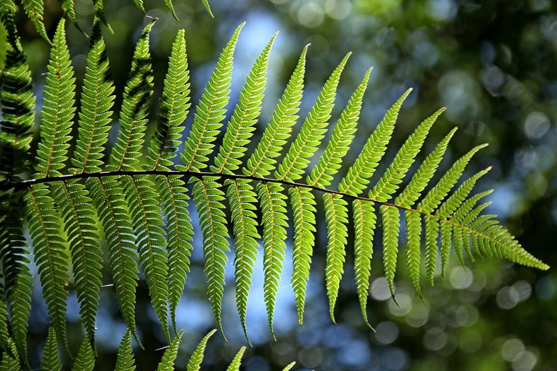 Green Leaves