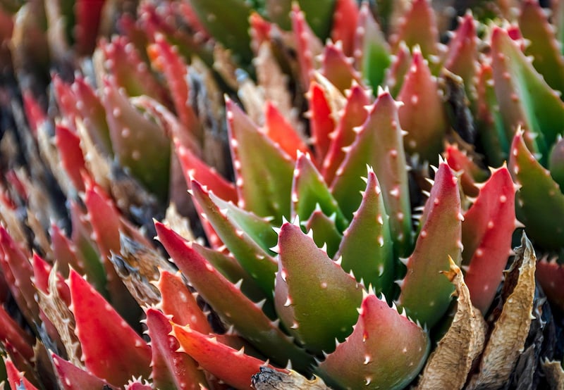 Succulent Greens